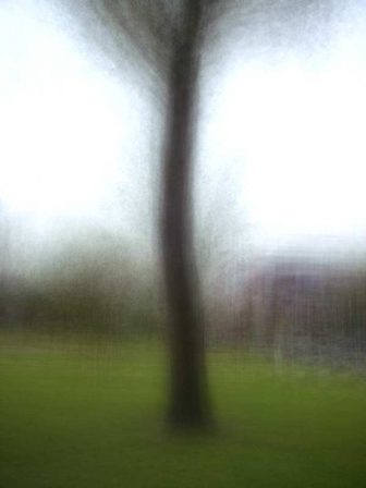 Routines - Tree - © Frans Verschoor